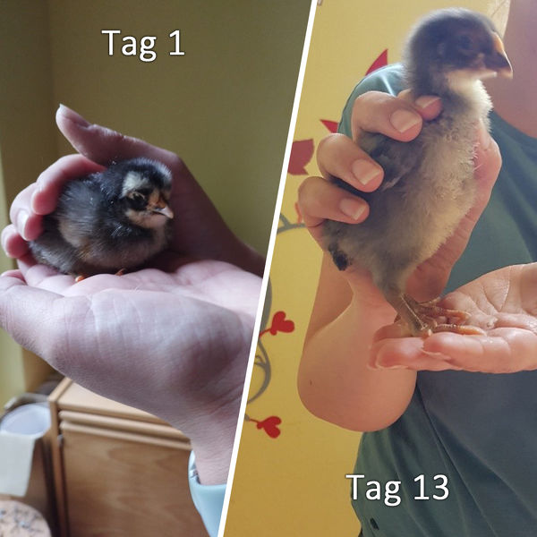 Foto: Kita Spatzennest
