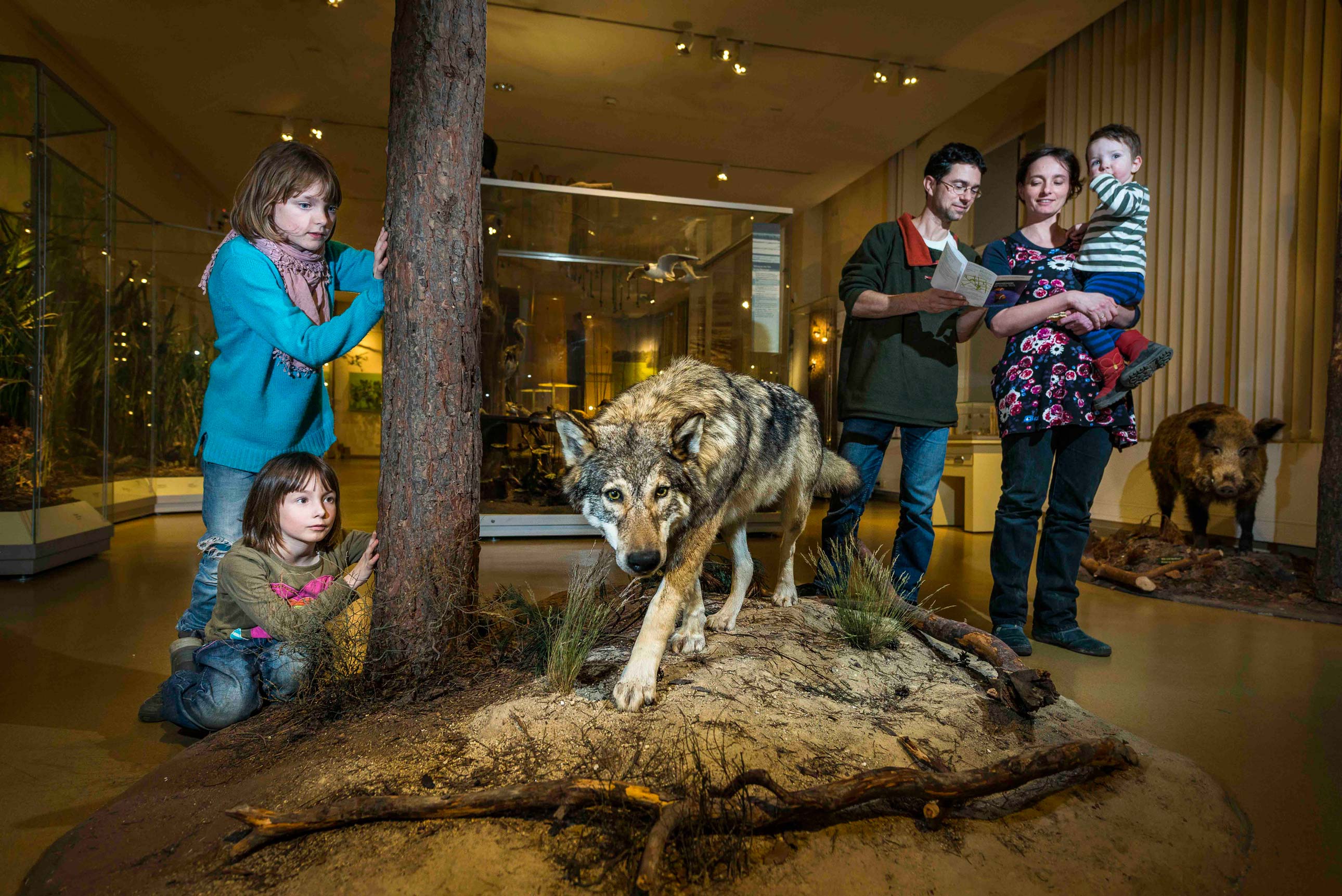 Eine Familie betrachten einen ausgestopften Wolf im Naturkundemueseum in Görlitz